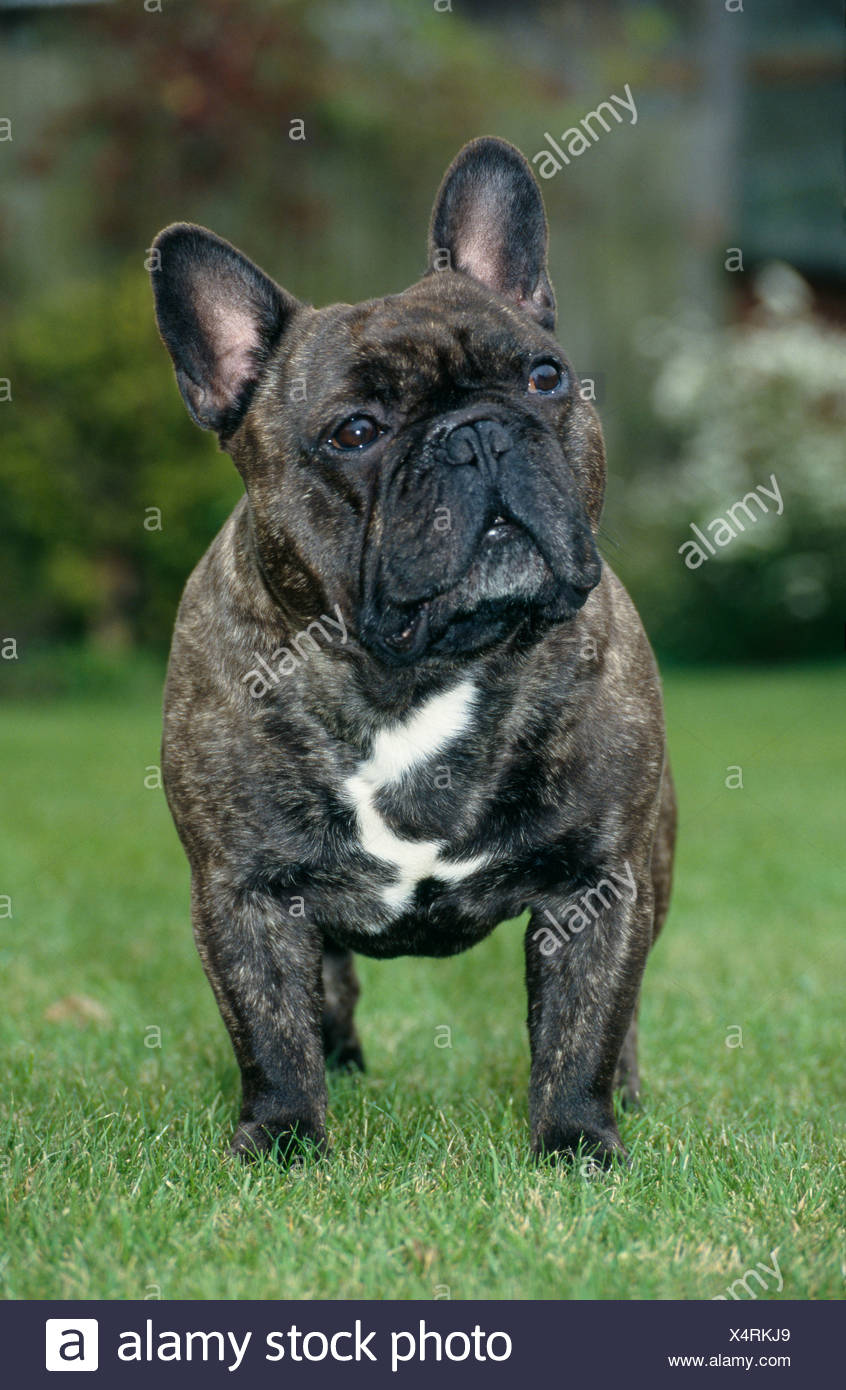 frenchie dog brindle