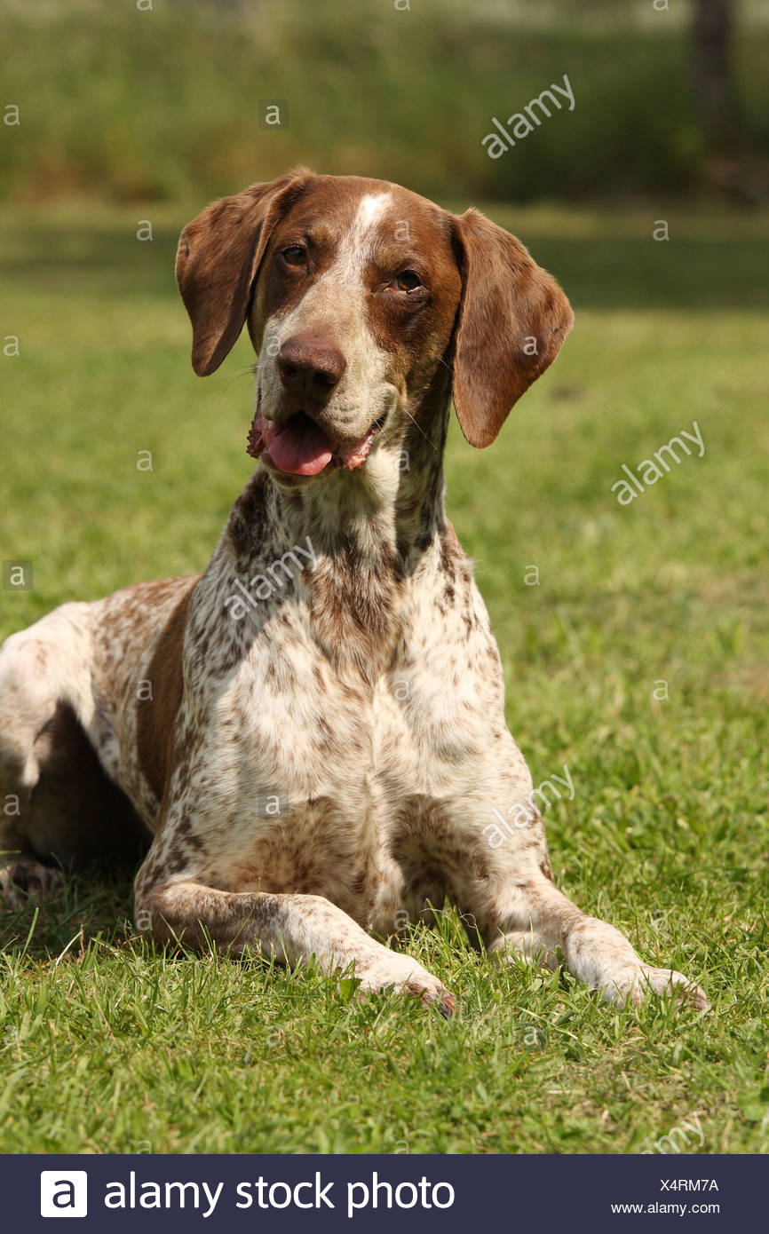 Shorthaired Pointer Cross Stock Photos Shorthaired Pointer Cross