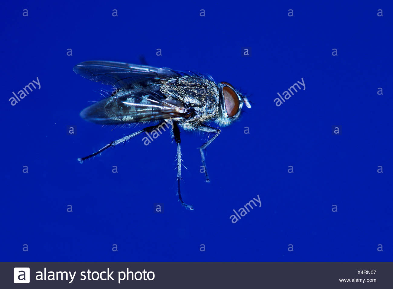 Musca Domestica Housefly High Resolution Stock Photography and Images ...