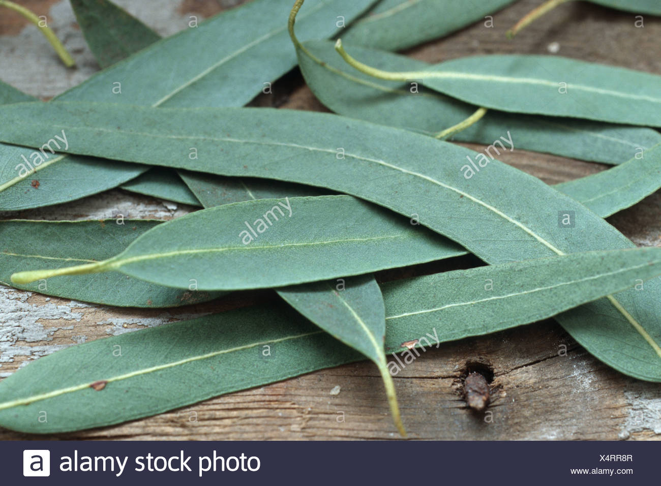 Tasmanian Blue Gum Blue Gum Southern Blue Gum Eucalyptus Globulus Leaves Stock Photo Alamy