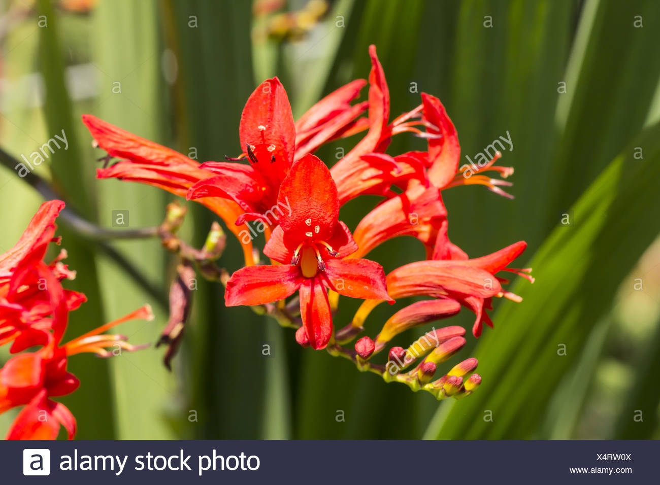 Garten Montbretie Stock Photos Garten Montbretie Stock Images