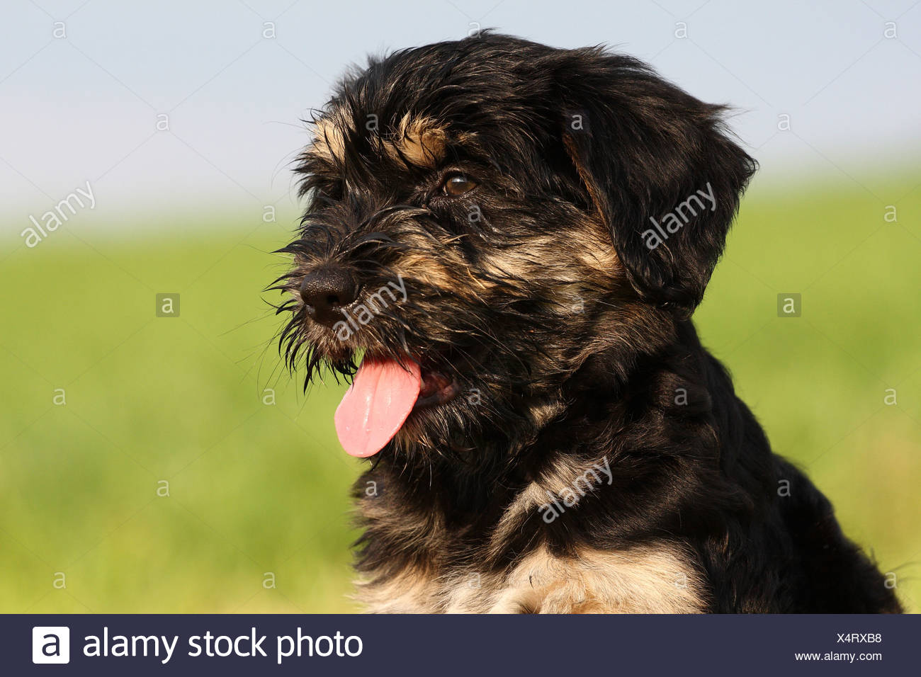 portuguese sheepdog puppies