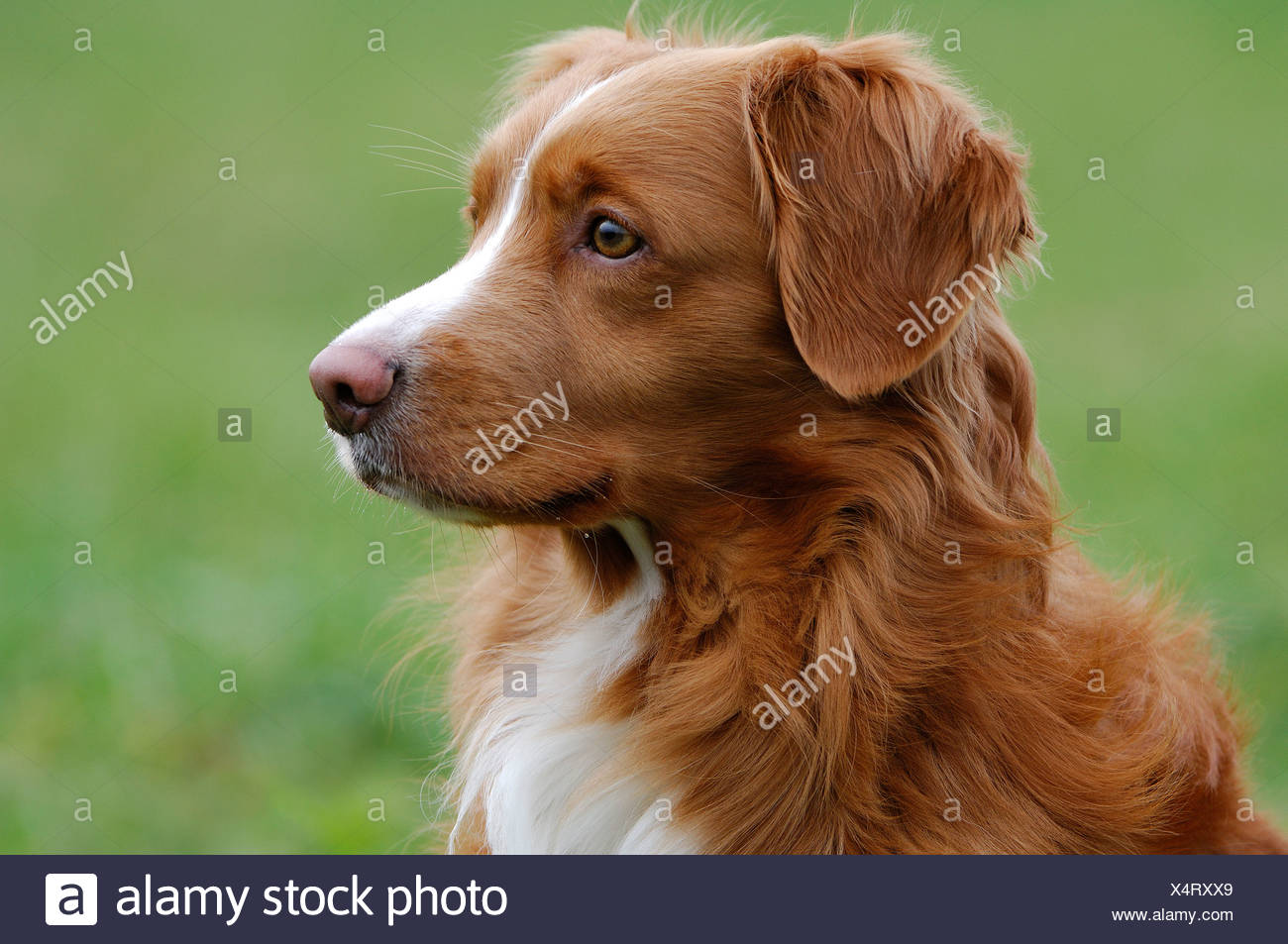 scotia nova retriever