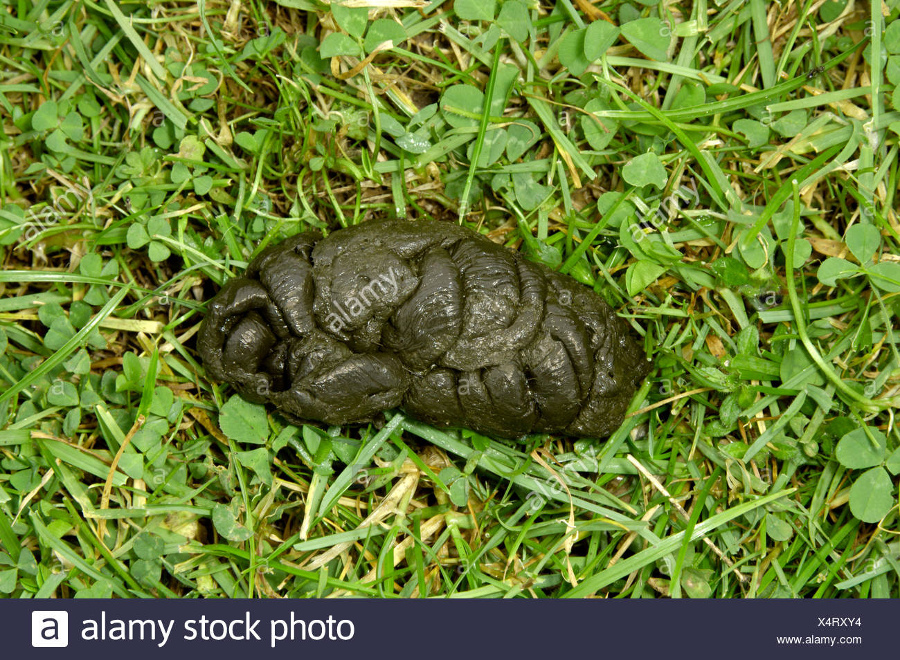 Animal Droppings High Resolution Stock Photography and Images Alamy