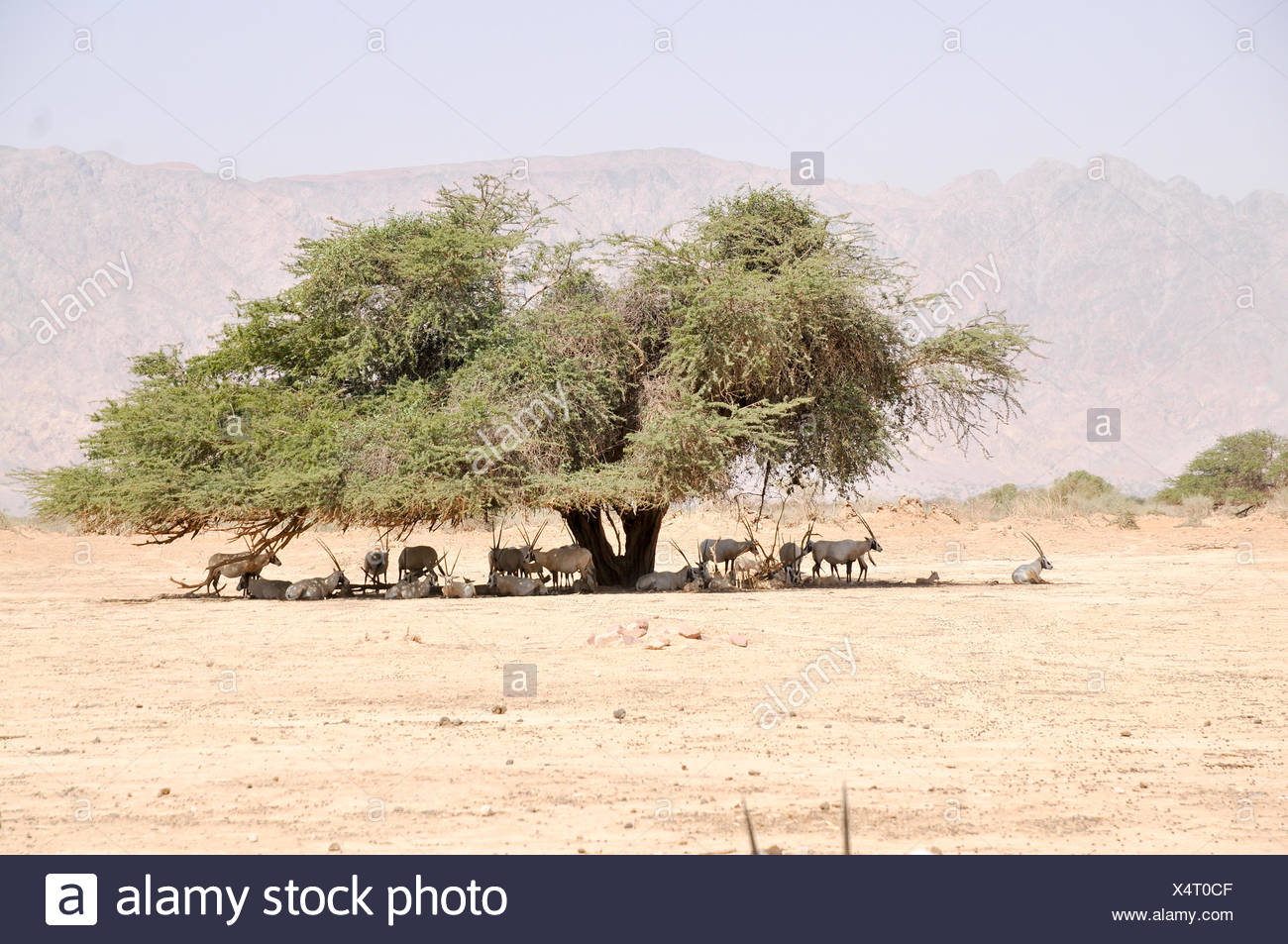 animals extinct in the