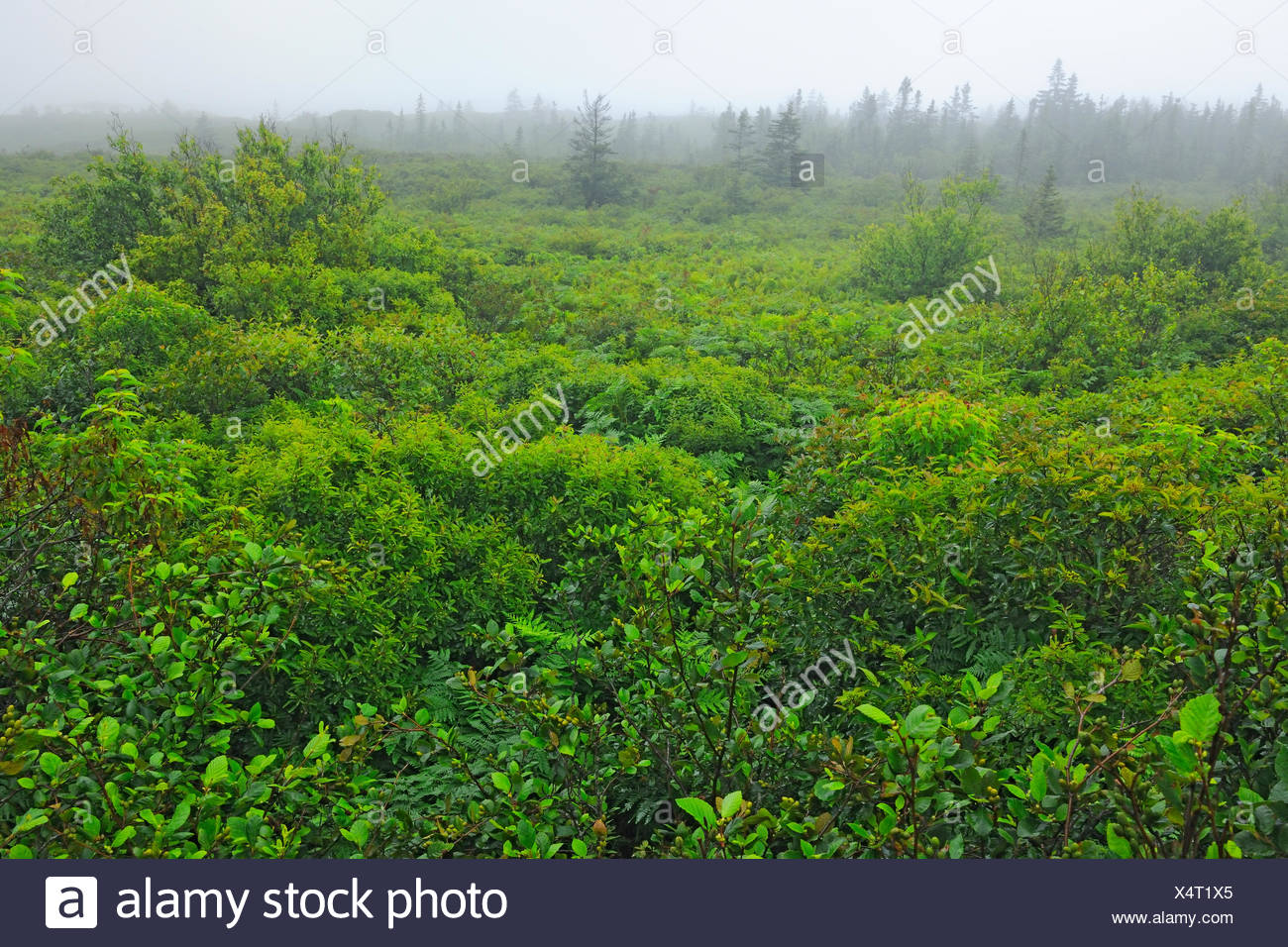 Boggy Habitat Along The Trail Leading To The Atlantic Ocean Kejimkujik 