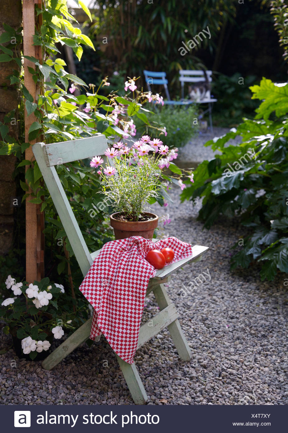 Close Up Of Pot Of Pale Pink Daisies And Red Checked Cloth
