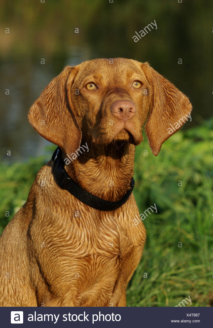 Hungarian Short Haired Pointing Dog Magyar Vizsla Canis Lupus F