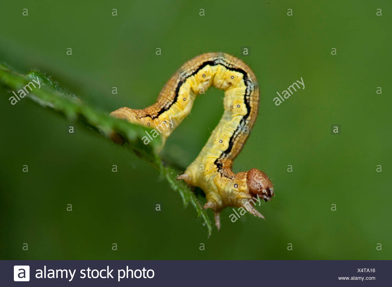 Looper Caterpillar Uk High Resolution Stock Photography and Images Alamy