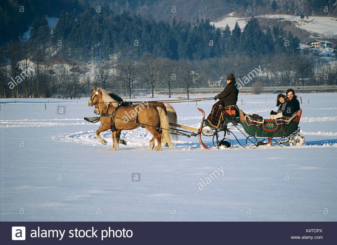 Horses Pulling Sled Stock Photos & Horses Pulling Sled Stock Images Alamy