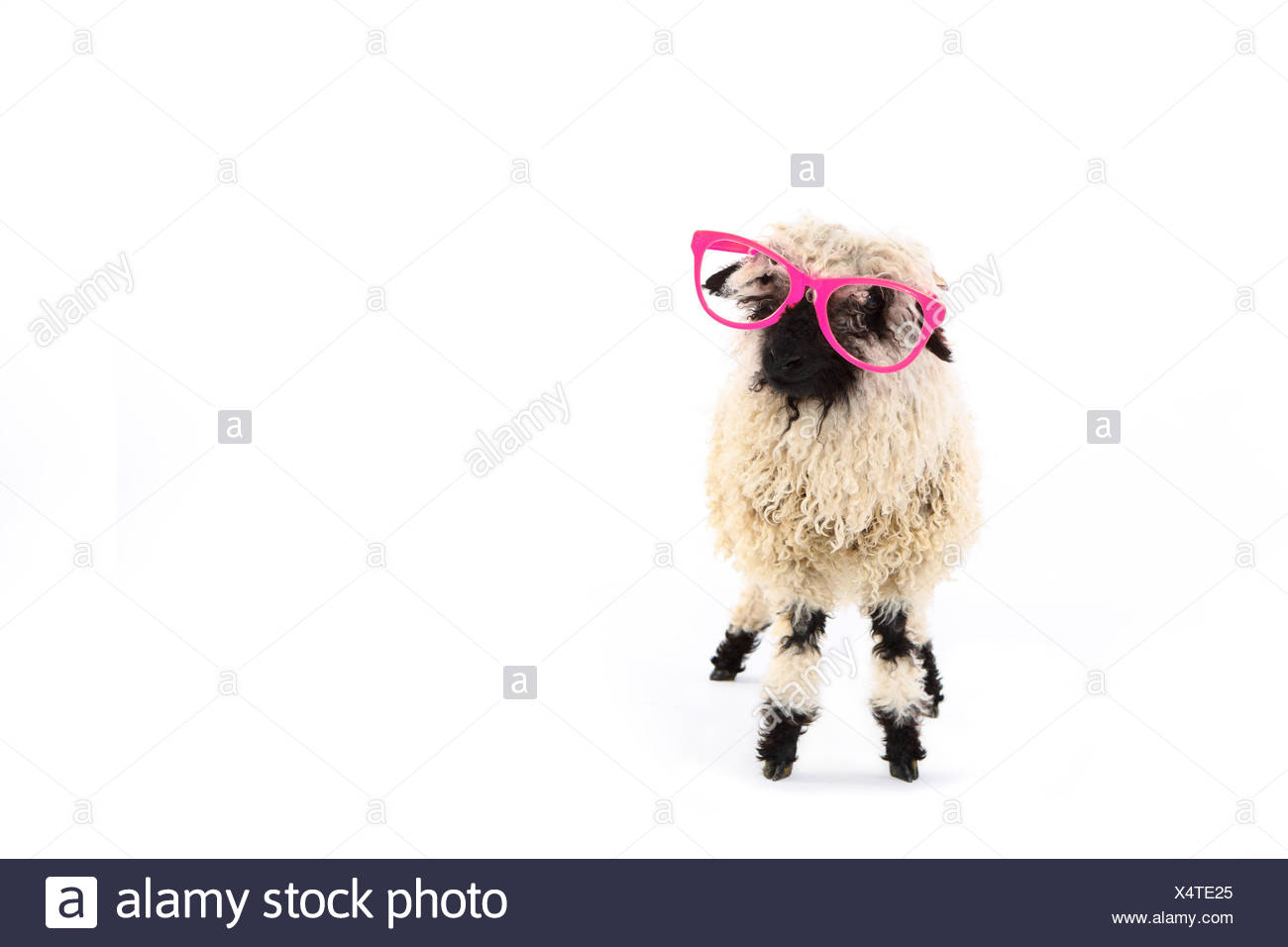 sheep wearing sunglasses