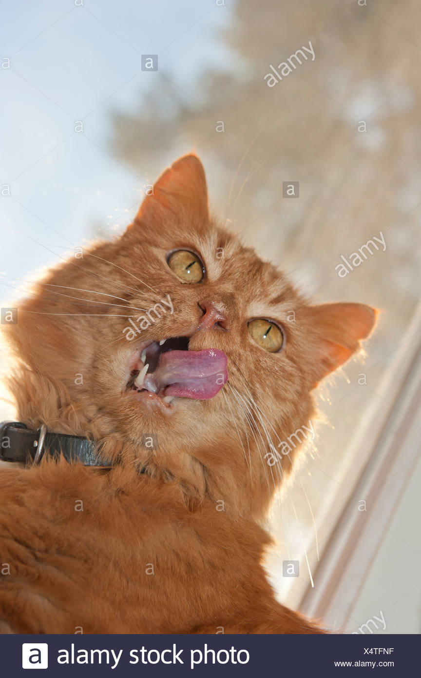 Nose Licking Stock Photos & Nose Licking Stock Images Alamy