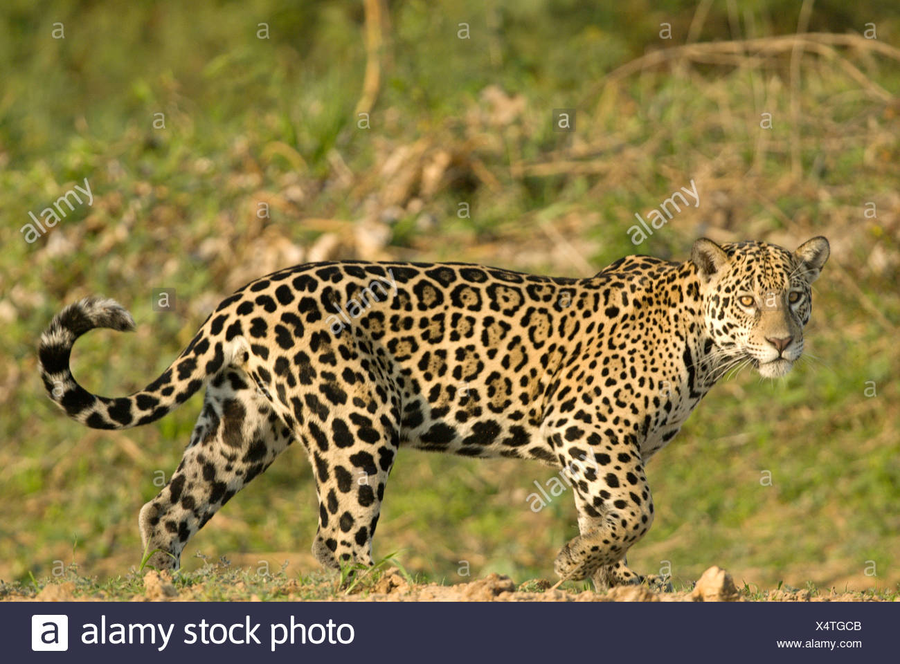 Female Jaguar Stock Photos & Female Jaguar Stock Images Alamy