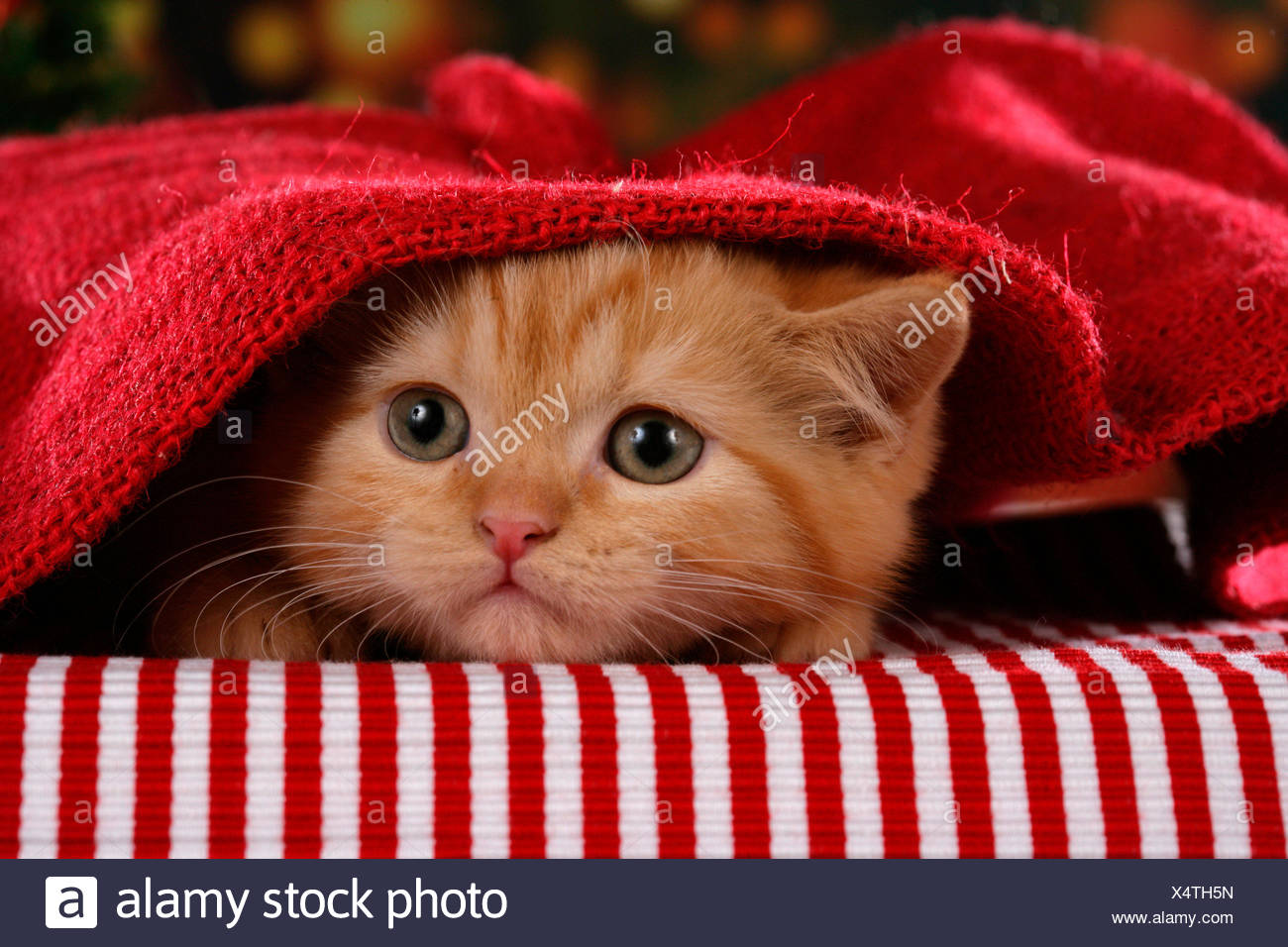 British Shorthair Red Tabby Kitten Under A Red Knitted Blanket