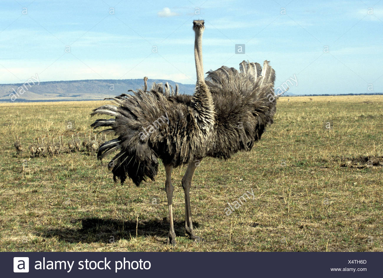 photo Ostrich Wings Open https www alamy com zoology animals avian bird struthionidae ostrich struthio camelus female animal spreading wings masai mara reserve kenya distribution africa additional rights clearance info not available image278364869 html