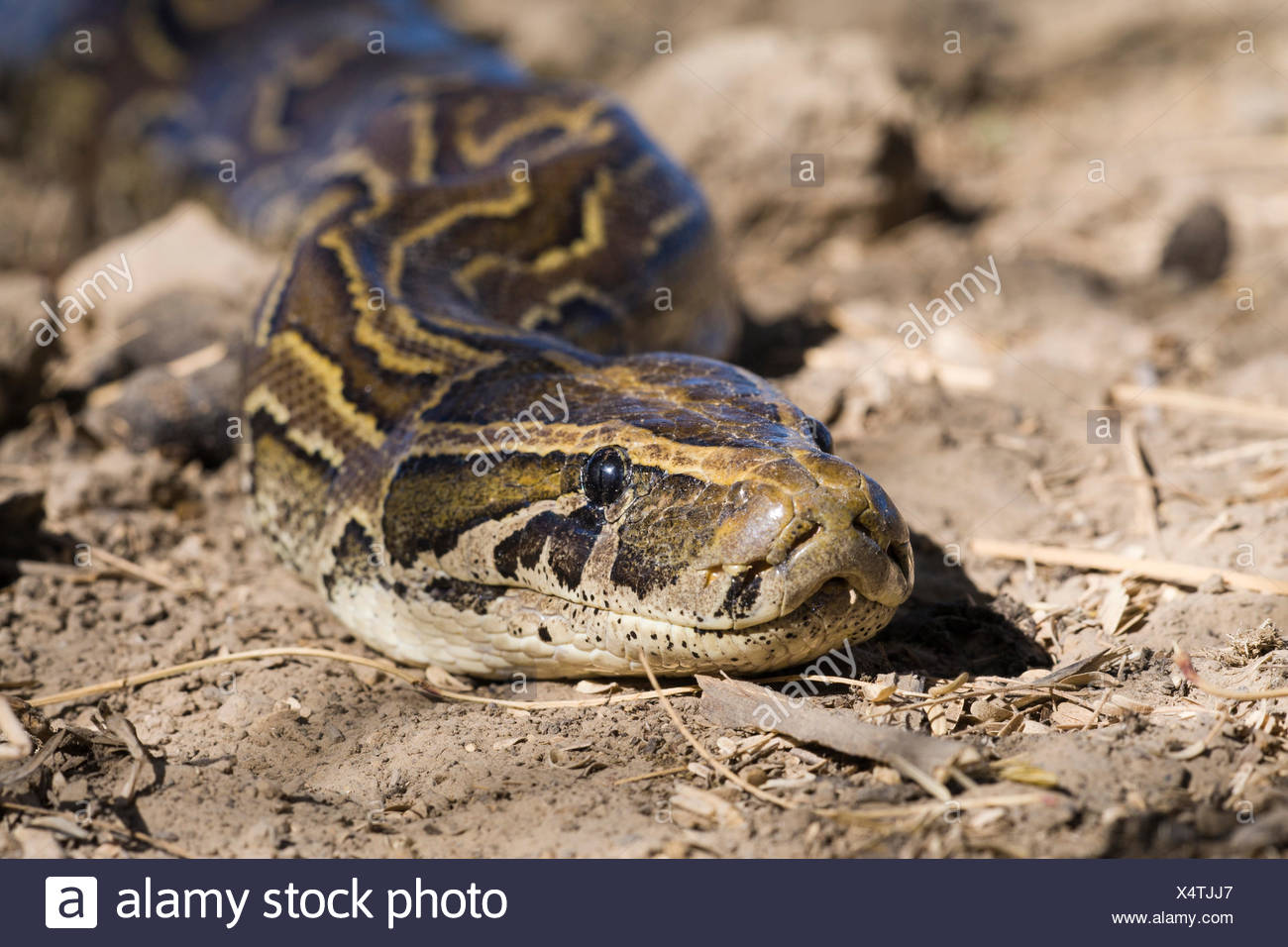 Python Sebae Stock Photos & Python Sebae Stock Images - Alamy