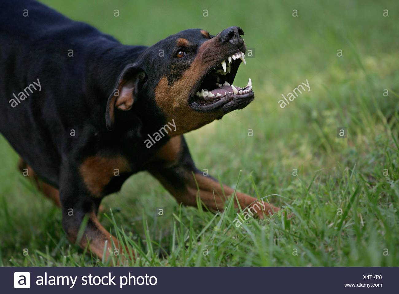 aggressive dog bark