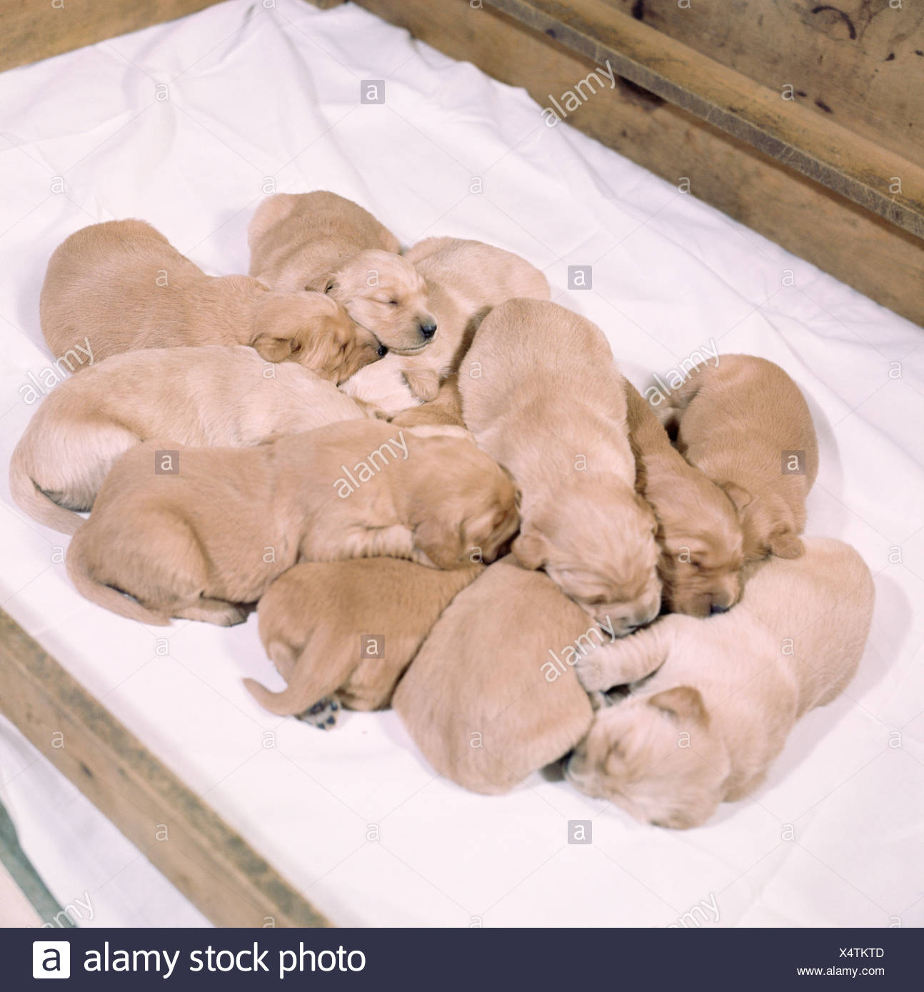 puppies sleeping together