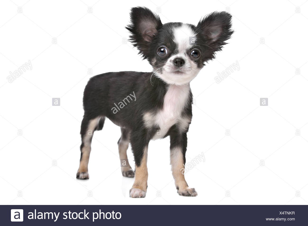 Long Haired Chihuahua Puppy In Front Of A White Background Stock
