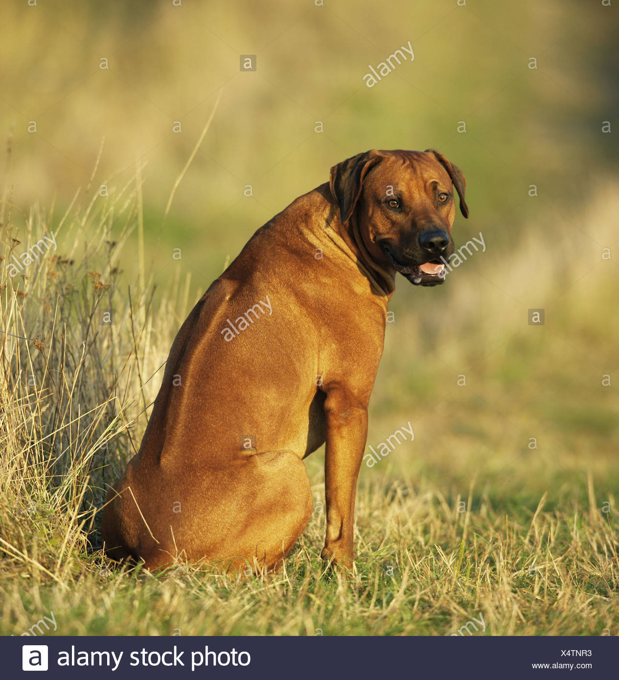 rhodesian ridgeback adults for sale