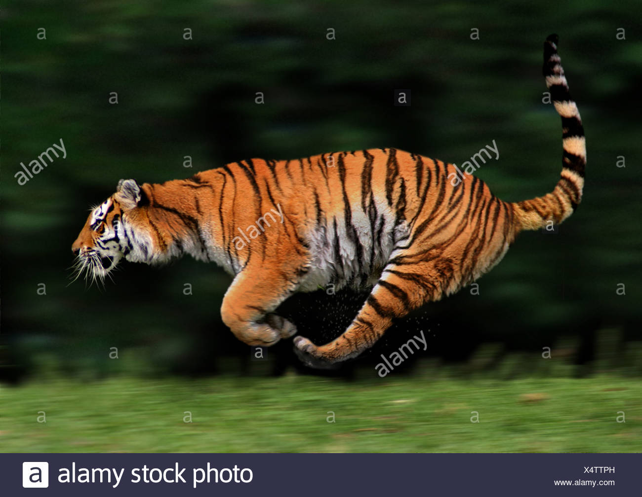 Bengal Tiger Panthera Tigris Tigris Running Stock Photo Alamy