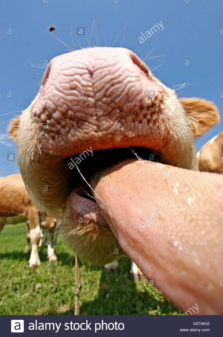 Cows Tongue Stock Photos & Cows Tongue Stock Images Alamy