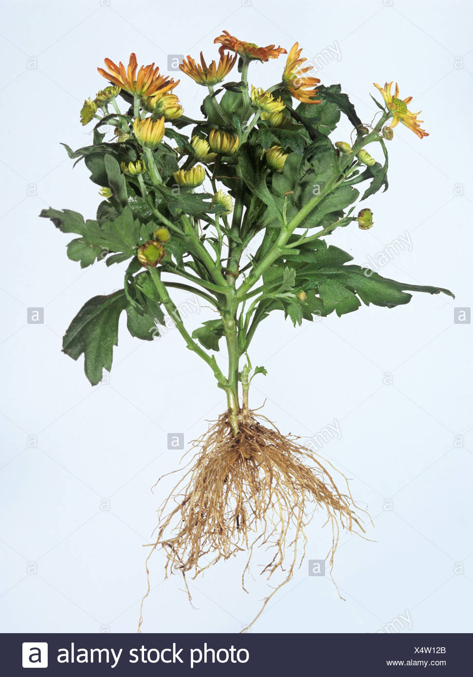 Fibrous Root Stock Photos & Fibrous Root Stock Images Alamy