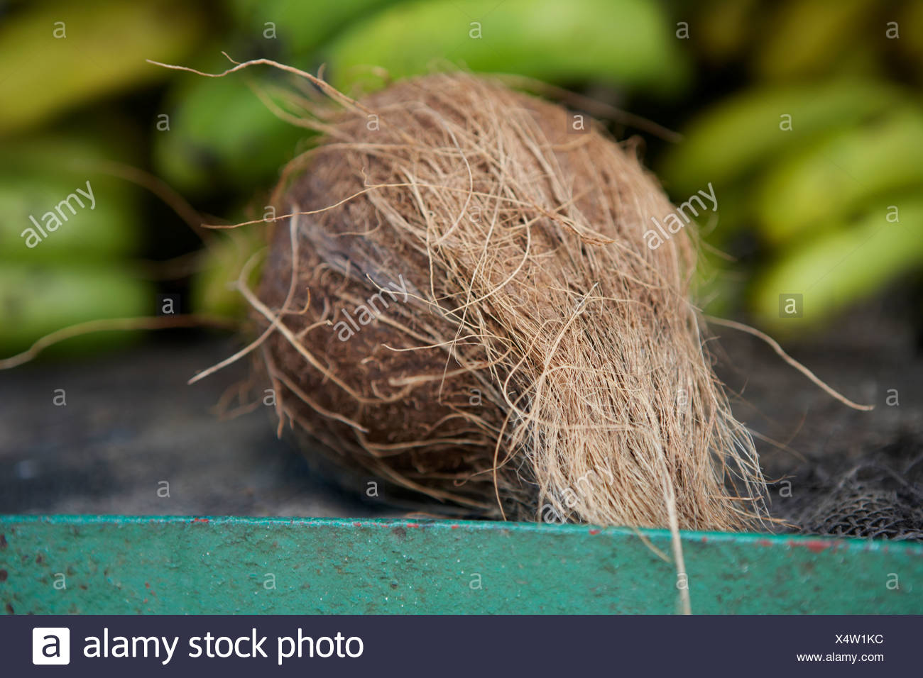 Hairy Coconut Stock Photos & Hairy Coconut Stock Images Alamy