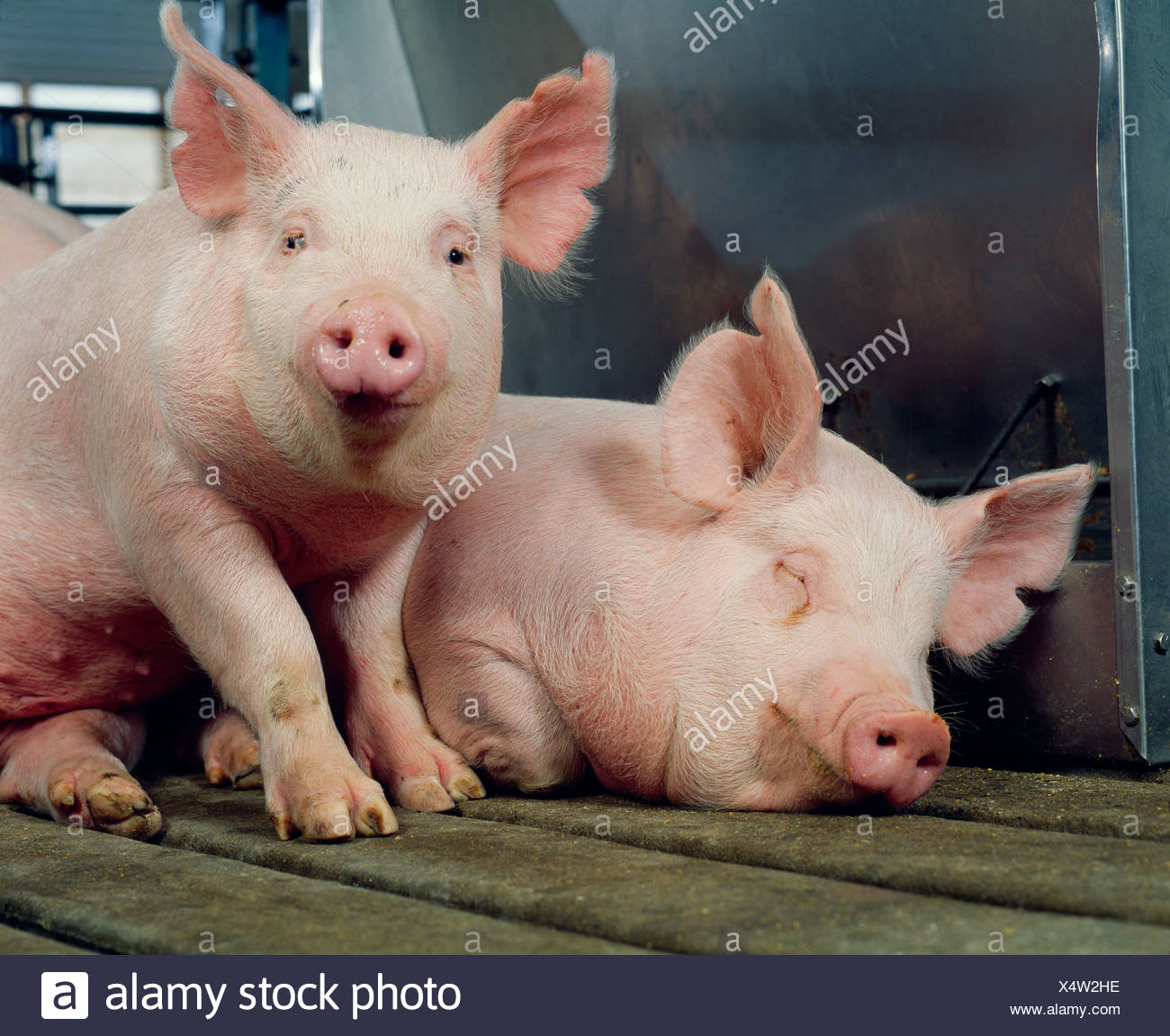 Feeder Hogs Stock Photos Feeder Hogs Stock Images Alamy