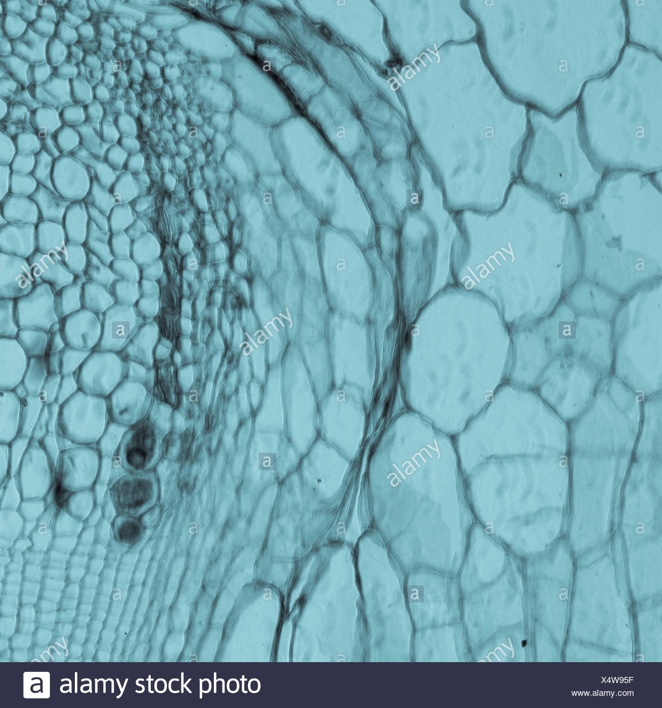 Plant Tissue Stock Photos &amp; Plant Tissue Stock Images Alamy