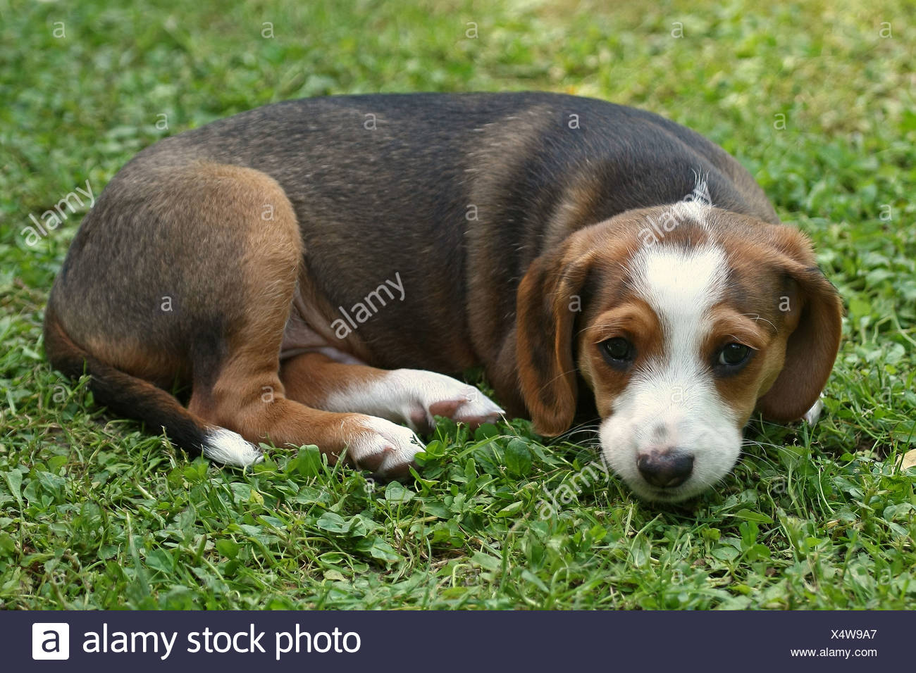 Braque Saint Germain Puppy Stock Photo Alamy