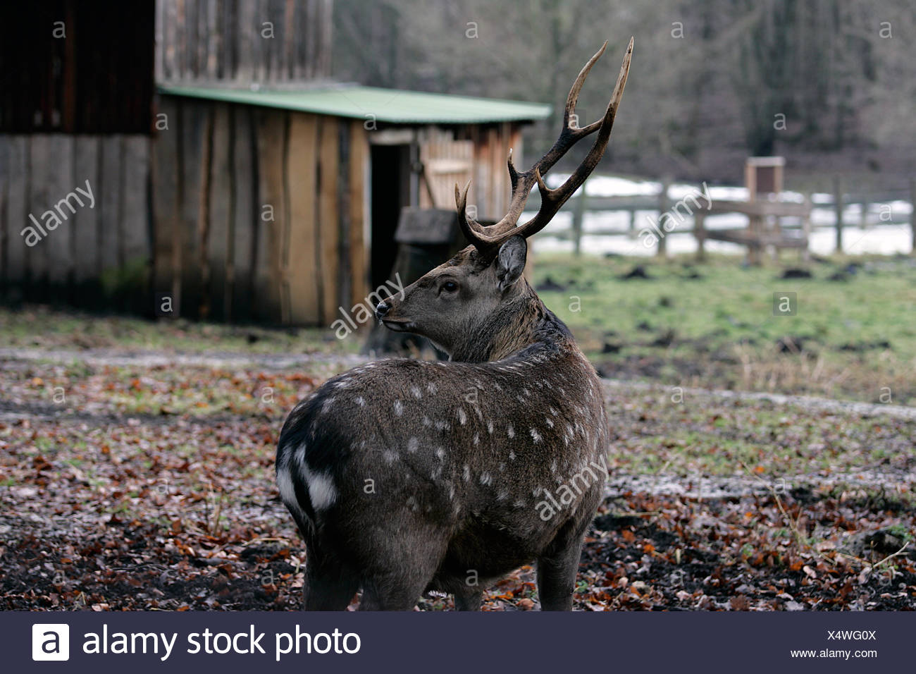 keel reindeer