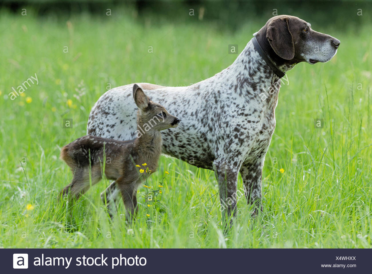 Animal Friends Adult German Shorthaired Pointer And Roe Deer Fawn