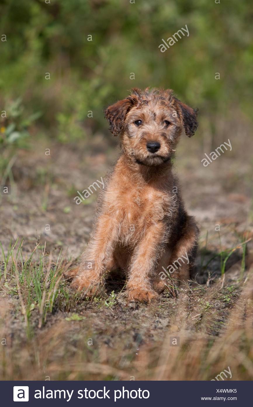 Baby Irish Terrier High Resolution Stock Photography And Images Alamy