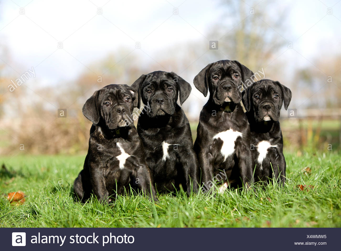 Cane Corso A Dog Breed From Italy Puppies On Grass Stock