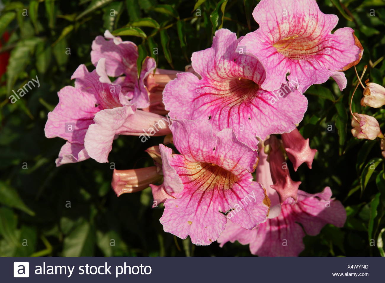 Rosa Trompetenwein (Podranea ricasoliana), auch Weitschlundige Bignonie, Canico, Madeira, Portugal Stock Photo