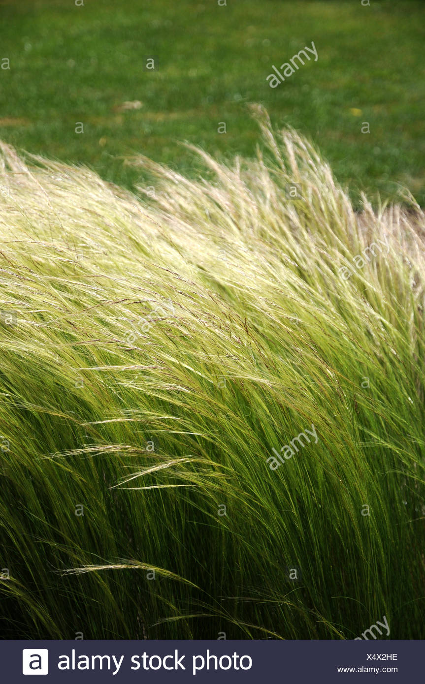 Esparto Grass High Resolution Stock Photography and Images Alamy