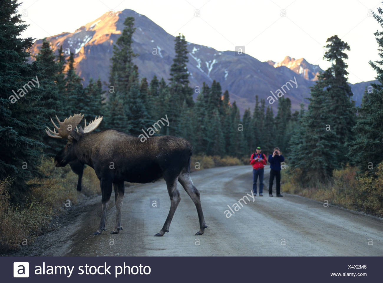 two tourists check out the size of an alaskan bull moose stock photo size of moose