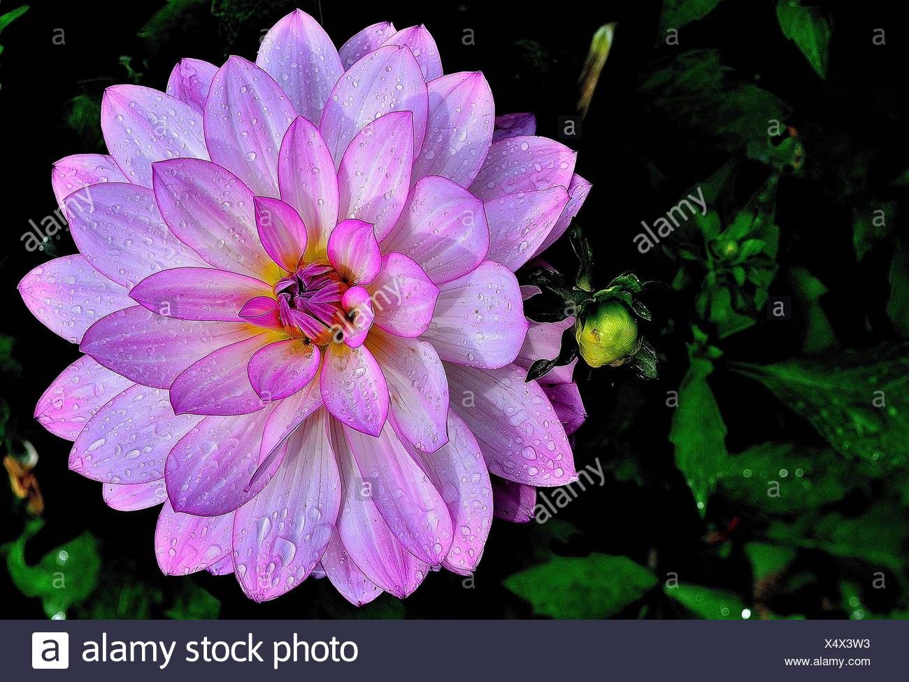 Wet Pink Dahlia High Resolution Stock Photography and Images - Alamy