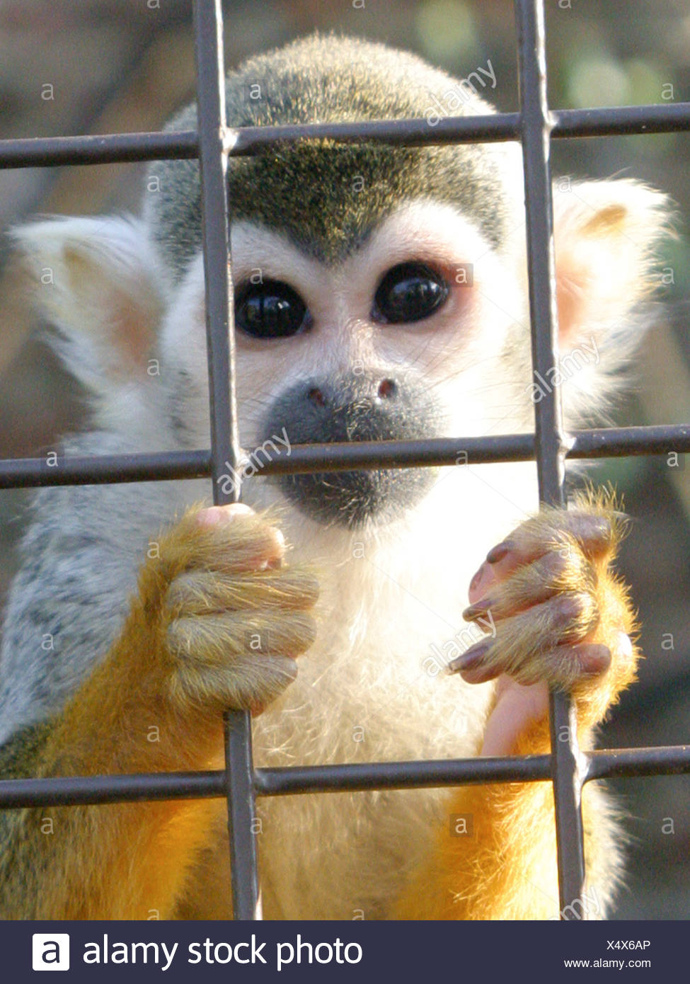 A squirrel monkey in a caged, looking out from behind bars. Stock Photo