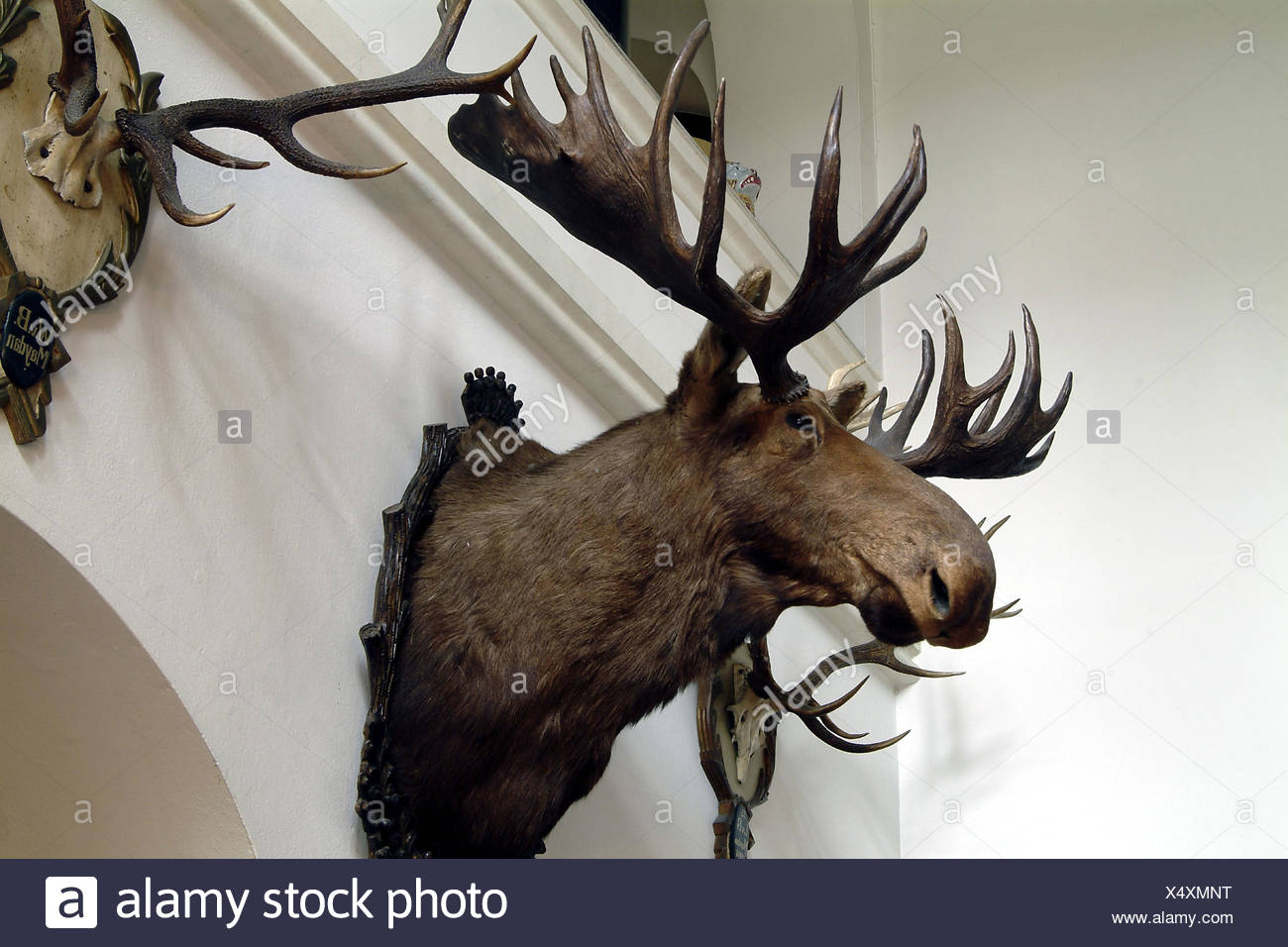 Villa Wall Decoration Trophies Elk S Head Deer Antlers