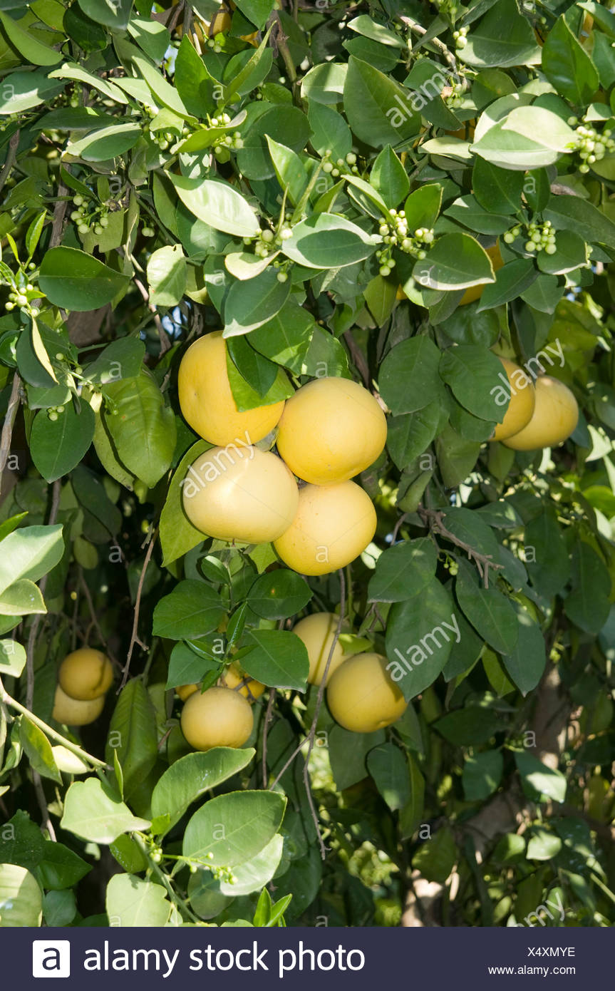 White Grapefruit Tree High Resolution Stock Photography and Images Alamy