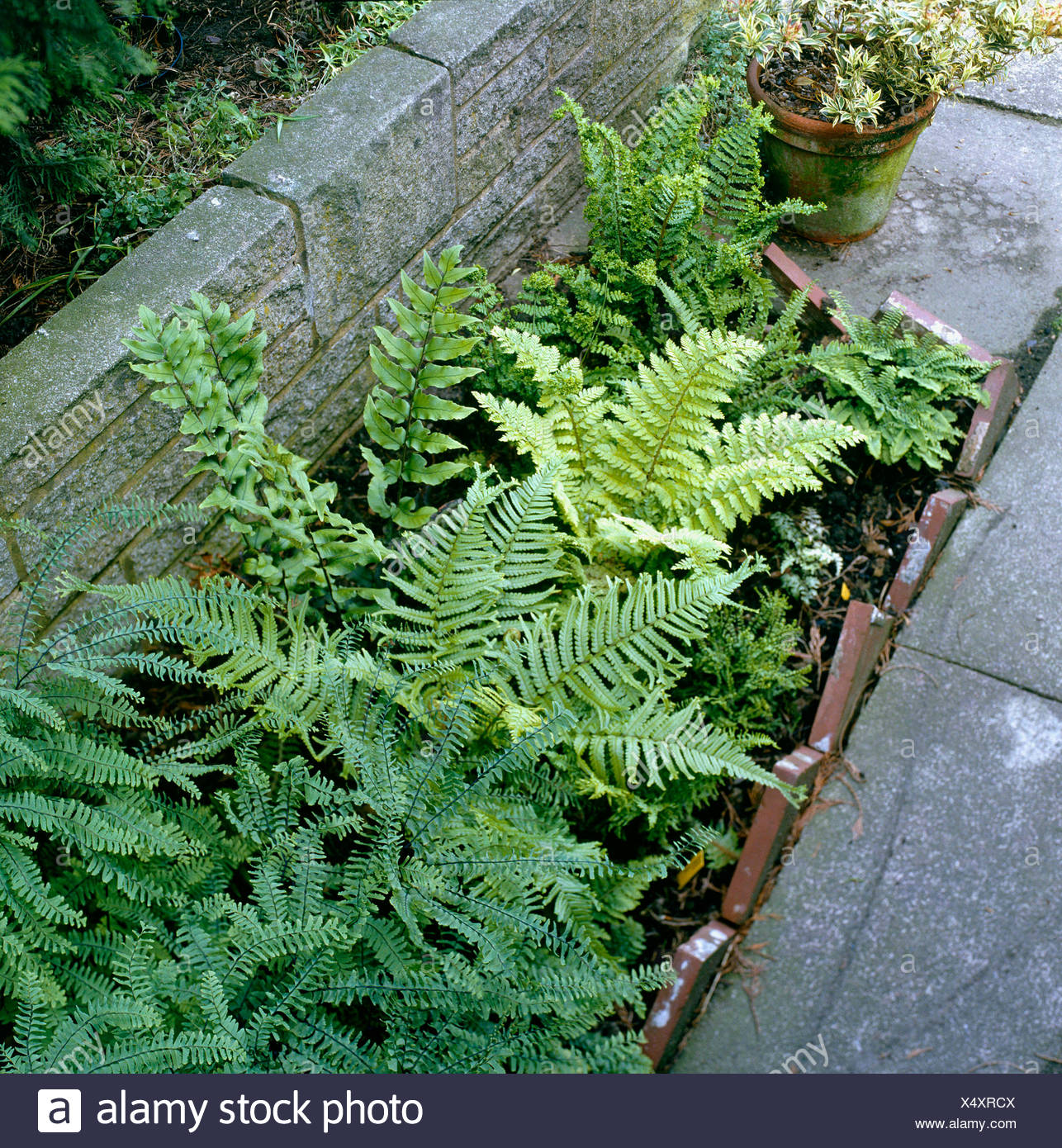 Shade Garden - with Ferns planted in enclosed bed. SHG015445 Stock