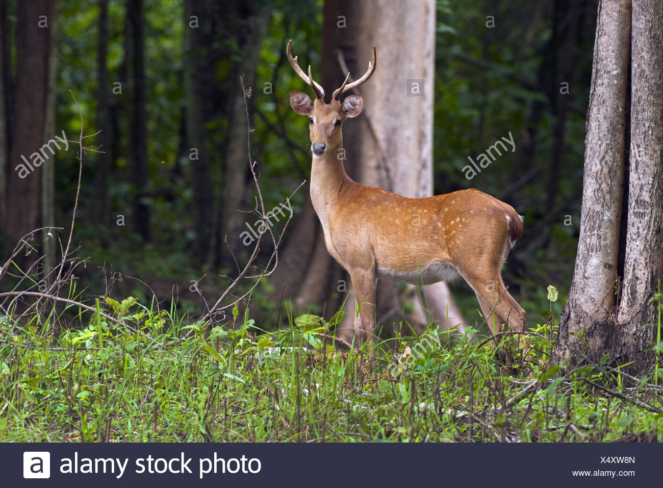 Cervus Eldii Eldii High Resolution Stock Photography and Images - Alamy