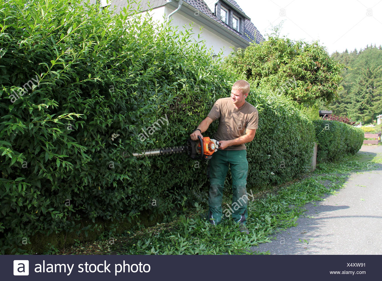 Privet Hedge High Resolution Stock Photography And Images Alamy