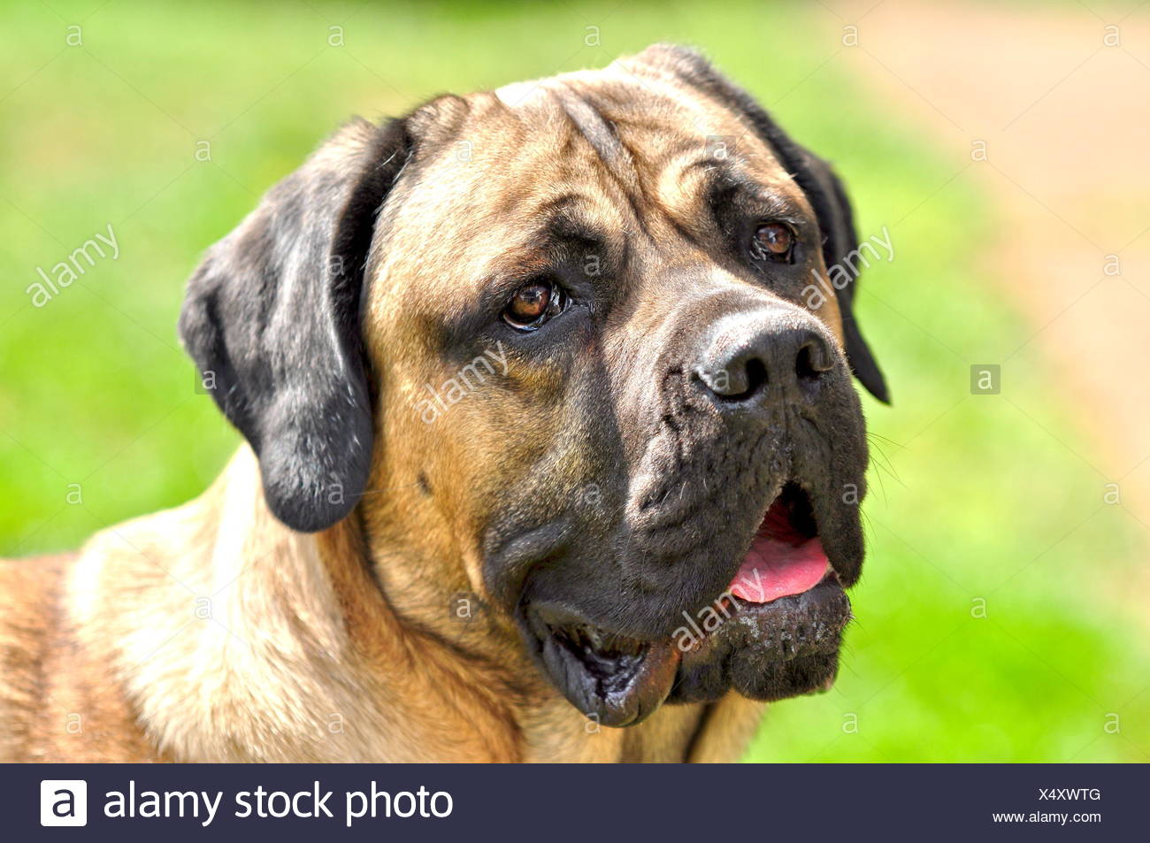Molosser Hund Stock Photos &amp; Molosser Hund Stock Images Alamy