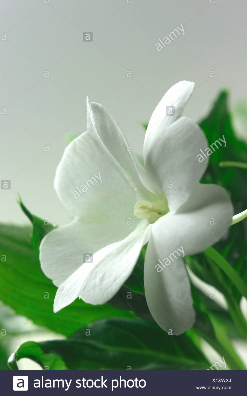 Busy Lizzie (Impatiens walleriana) Stock Photo