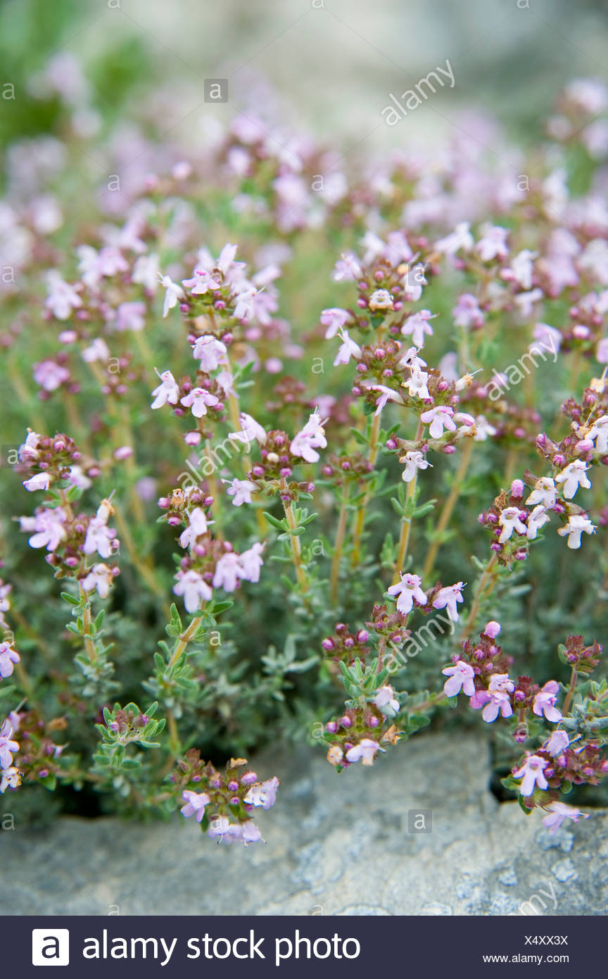Thyme Flower High Resolution Stock Photography and Images Alamy