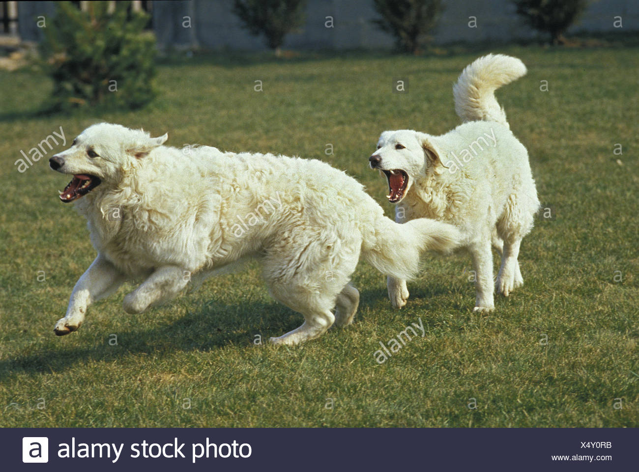 kuvasz cane
