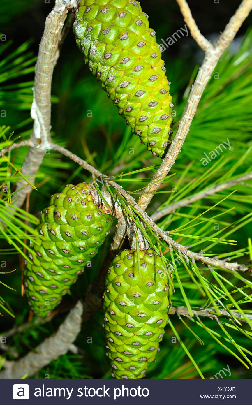 Pina Pinas High Resolution Stock Photography and Images Alamy